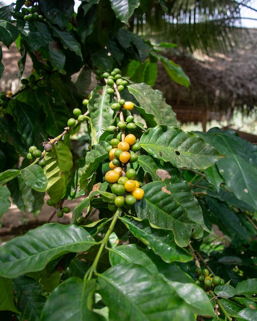 Granos de café en las ramas de los árboles en el campo