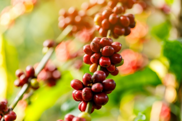 Granos de café robusta madurando en árboles en el norte de Tailandia