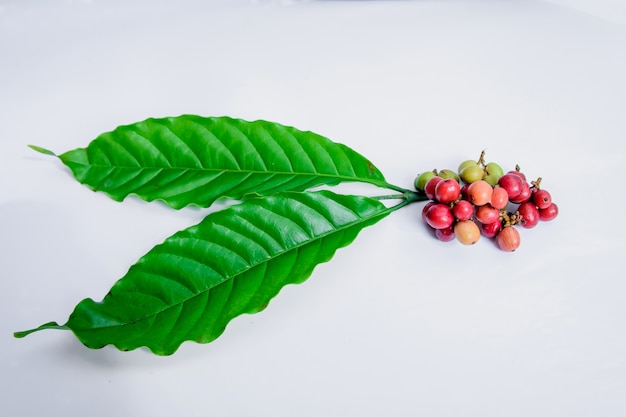 Granos de café rojos se colocan en las hojas de café