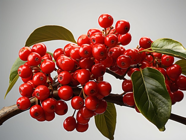 Granos de café rojos en una rama con hojas aisladas sobre un fondo blanco