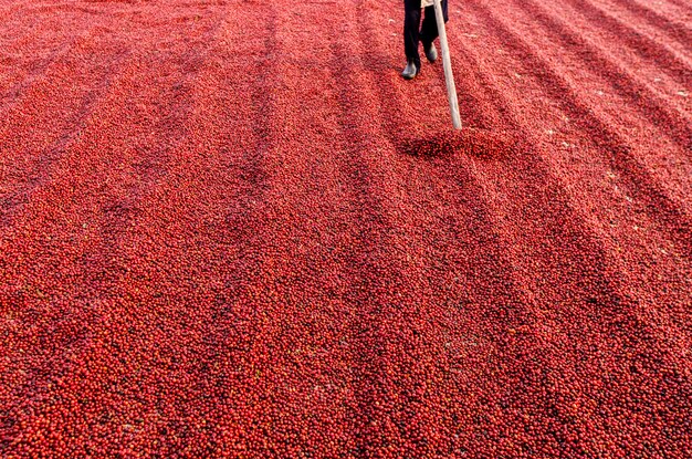 Granos de café secado al sol. Cafetales en finca cafetalera