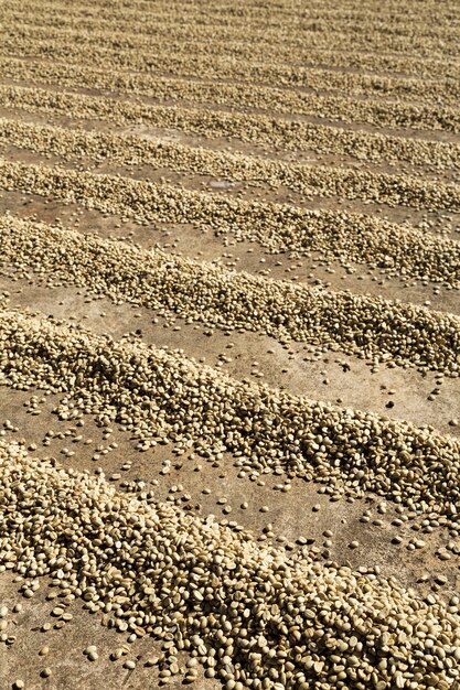 Granos de café secados al sol en fila en el suelo