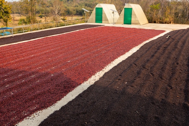 Los granos de café se secan al sol Las plantaciones de café en la granja de café