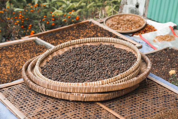 Granos de café secándose al sol en la canasta tradicional en Indonesia