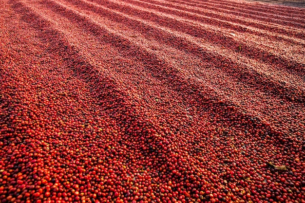 Granos de café secándose al sol. Plantaciones de café en finca cafetera