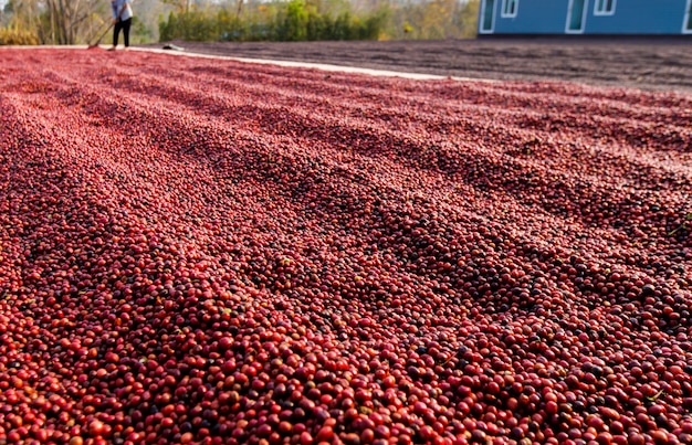 Granos de café secándose al sol. Plantaciones de café en finca cafetera