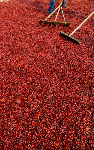 Granos de café secándose al sol