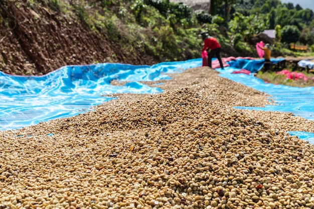 Granos de café secos en el suelo y negocios locales de fondo del agricultor