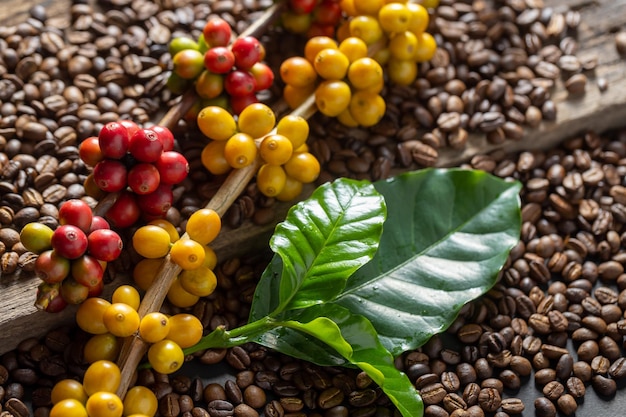 Granos de café sobre hojas verdes de café sobre fondo de madera Granos de café frescos sobre fondo de madera