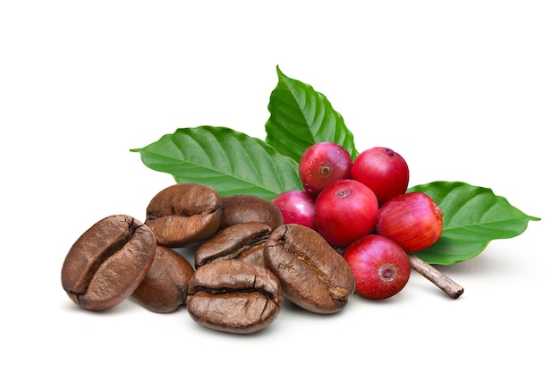 Granos de café tostados con granos de café rojos y hojas aisladas sobre fondo blanco.