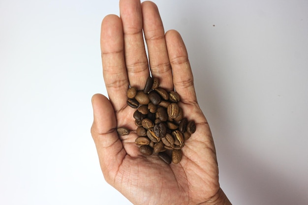 Granos de café tostados en una mano de palma Barista.