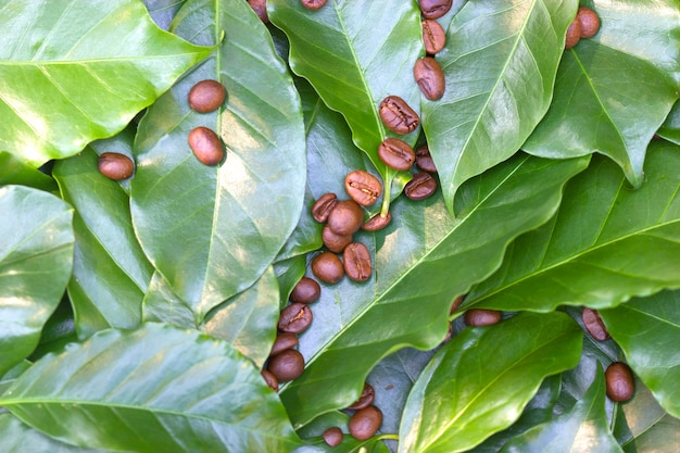 Granos de café tostados sobre un fondo de hojas de café verde fresco