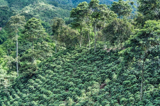 granos de café verde niebla granja agrícola Colombia