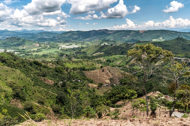 granos de café verde niebla granja agrícola Colombia