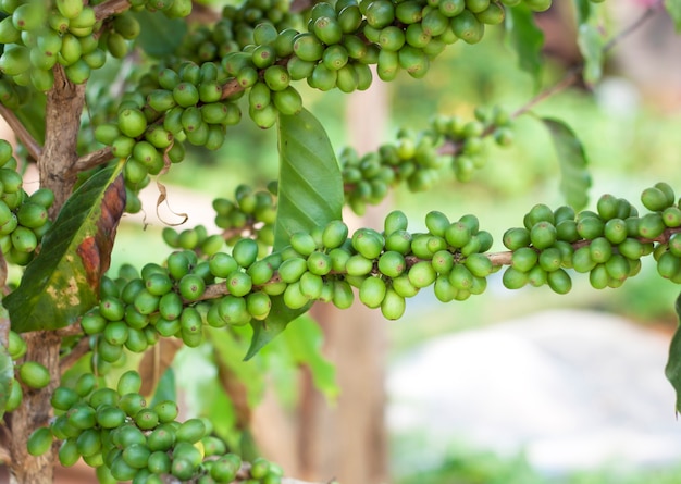 Granos de café verde