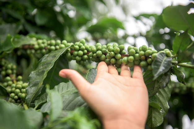 Granos de café verdes que crecen en la rama en Chiang Mai, Tailandia