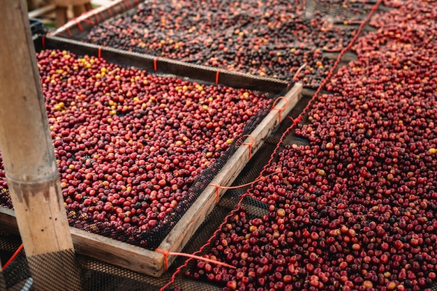 Los granos de cereza de café se están secando en el invernadero.