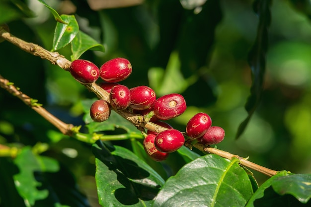 Granos de cereza crudos y maduros rojos orgánicos frescos del café en árbol
