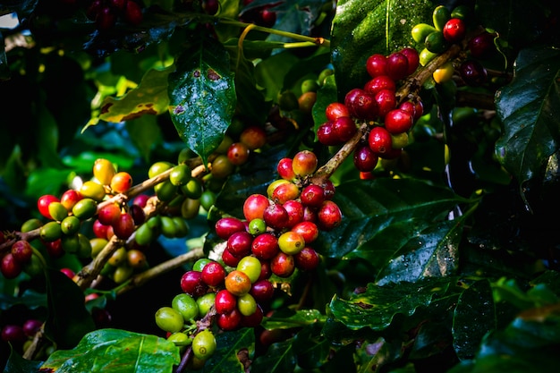 Granos y hojas crudos de café en la estación de la lluvia en el área agrícola Chiang Rai Tailandia