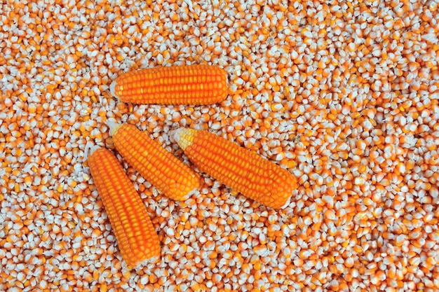 Los granos de maíz amarillo secos de cerca se alinean en el fondo.