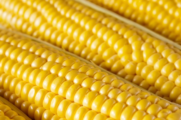 Granos de maíz maduro, primer plano de fondo