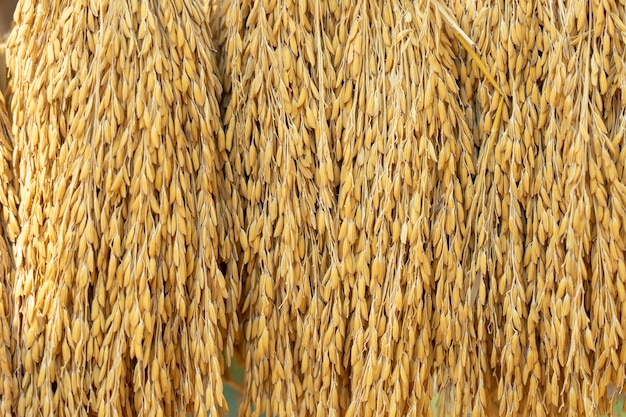 Granos secos de arroz en el fondo Antes de ingresar a la máquina de clasificación de granos de arroz dorado