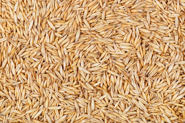 granos secos de avena natural con cáscara de fondo