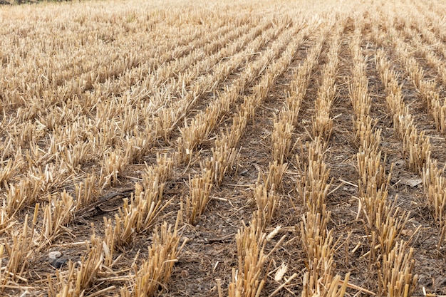 Granos, trigo, campo de cereales después de la cosecha agricultura agricultura economía rural agronomía