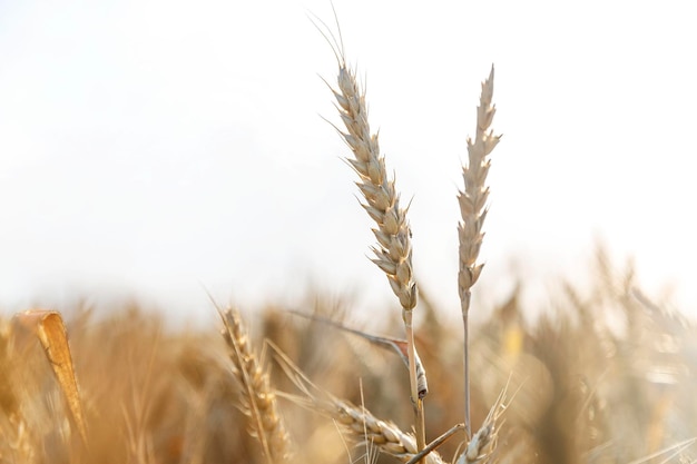 Los granos de trigo en el campo El cultivo de granos y la producción de pan