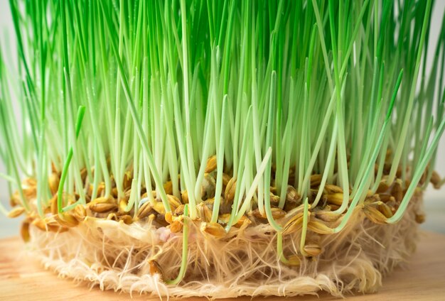 Granos de trigo germinados con brotes y raíces. Vista lateral. El concepto de comida sana, superalimentos.