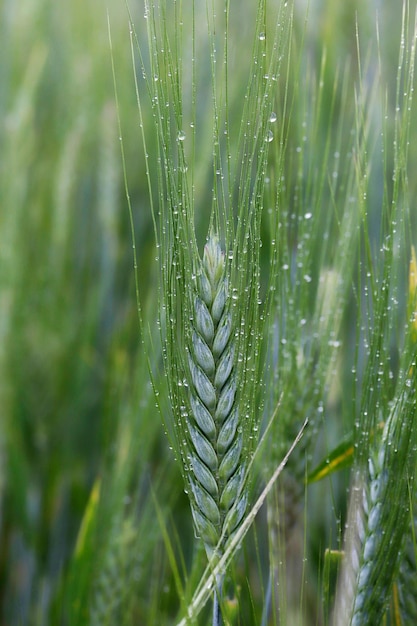 Los granos de trigo en las gotas de lluvia de cerca