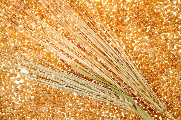 Granos de trigo - granos de trigo fotografiados por un primer plano