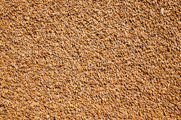 Los granos de trigo recolectados en montones durante la cosecha.