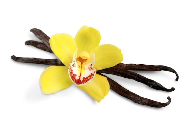 Granos de vainilla con flor de orquídea aislado en blanco