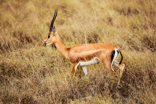 Grants Gazelle (Nanger Granti) ernährt sich in der afrikanischen Savanne. Tsavo East Nationalpark, Kenia