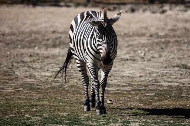 Grants Zebra Säugetier und Säugetiere Landwelt und Fauna Wildtiere und Zoologie