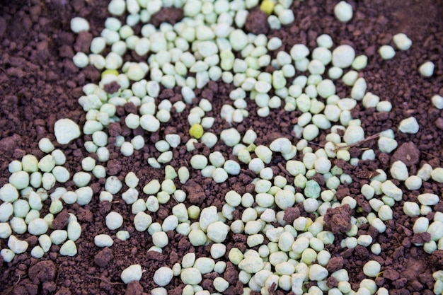 Grânulos de fertilizante químico de forma diferente verde no chão.