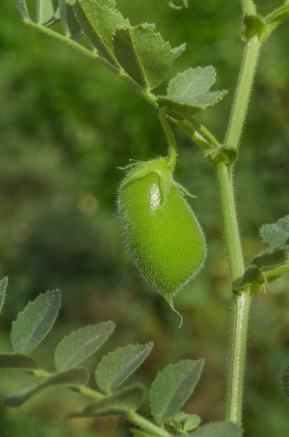 Grão de bico verde na planta Campo de grão de bico verde Cicer arietinum vagens verdes