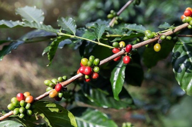 Grão de café, Arábica