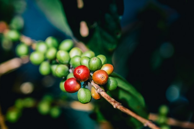 Grão de café na árvore de café