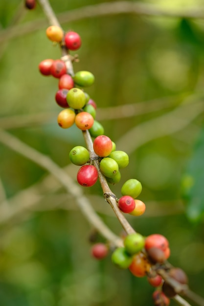 Grão de café na árvore