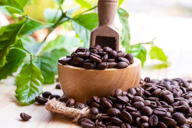 Grão de café torrado médio em tigela de madeira.