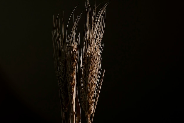 Grão de trigo em fundo preto