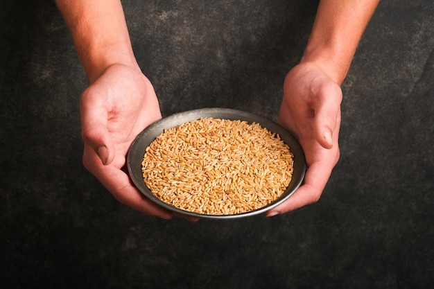 Grão de trigo no prato velho nas mãos do agricultor masculino no fundo antigo cinza escuro do grunge Problemas com o fornecimento de trigo e farinha fornecimento global de alimentos e conceito de crise mundial da fome Mock up