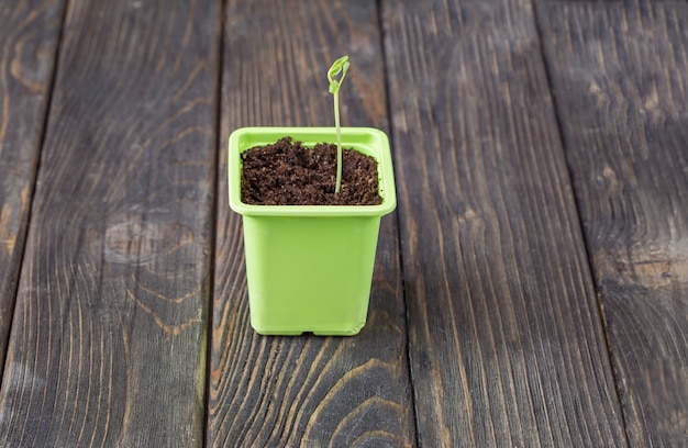 grão germinado cresce em um vaso de flores