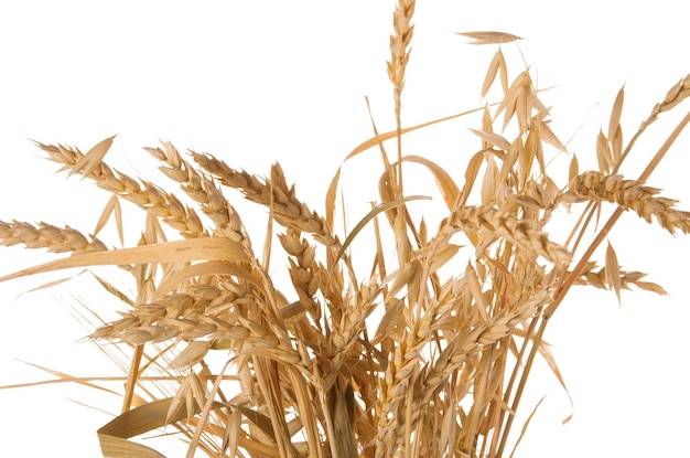 Grãos amarelos secos crus maduros de trigo em espigas em uma haste isolada em um fundo branco