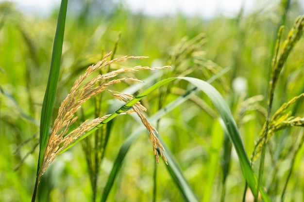 Grãos de arroz danificados