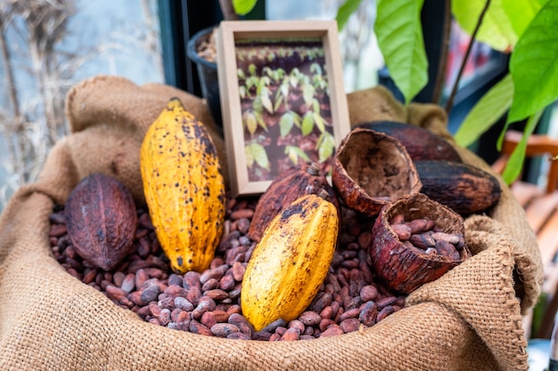 Foto grãos de cacau com cacau