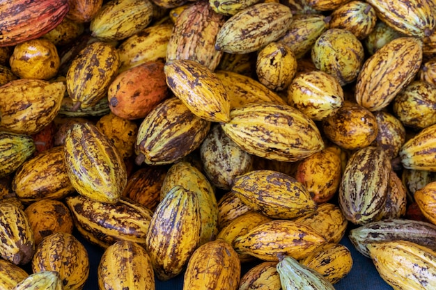 Grãos de cacau e cacau em uma superfície de madeira