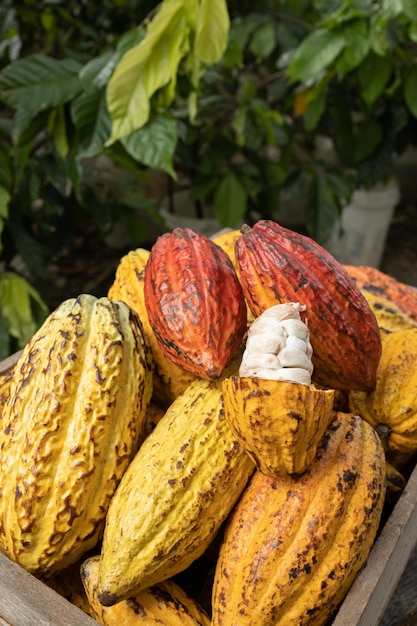 Grãos de cacau e cacau em uma superfície de madeira